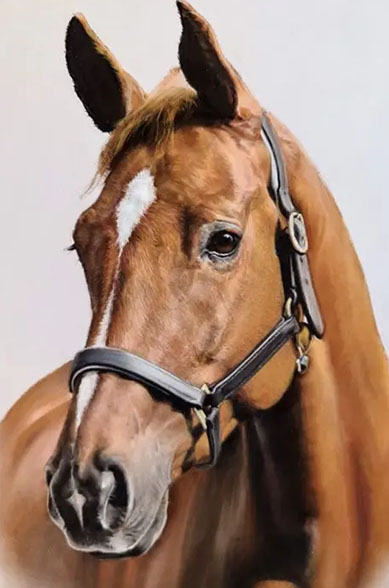 Horse Portraits